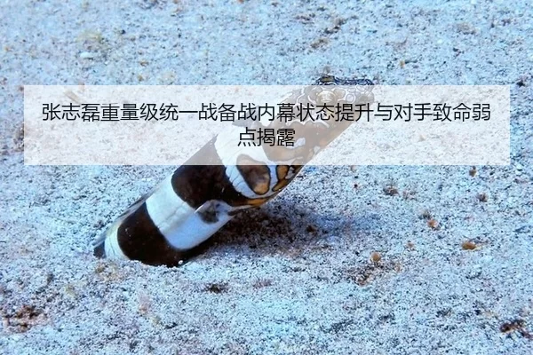 张志磊重量级统一战备战内幕状态提升与对手致命弱点揭露